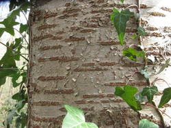 Tronc du merisier <a style='color: #fff;' href='/uploaded/photo/sortie-botanique-en-foret-de-st-germain-5ca237d85eefb.jpg'>(Télécharger)</a>