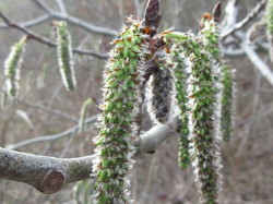 Chatons du saule marceau <a style='color: #fff;' href='/uploaded/photo/sortie-botanique-en-foret-de-st-germain-5ca237d8d8896.jpg'>(Télécharger)</a>
