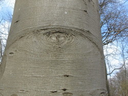  <a style='color: #fff;' href='/uploaded/photo/sortie-botanique-en-foret-de-st-germain-5ca237d9cc93a.jpg'>(Télécharger)</a>