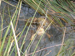 Les grenouilles sont très occupées et se laissent observer ! <a style='color: #fff;' href='/uploaded/photo/sortie-botanique-en-foret-de-st-germain-5ca239619fbf9.jpg'>(Télécharger)</a>