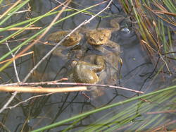  <a style='color: #fff;' href='/uploaded/photo/sortie-botanique-en-foret-de-st-germain-5ca23961b0634.jpg'>(Télécharger)</a>