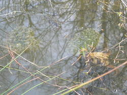 Les plaques vertes grumeleuses flottant dans l'eau sont les oeufs des grenouilles. <a style='color: #fff;' href='/uploaded/photo/sortie-botanique-en-foret-de-st-germain-5ca23961b5edf.jpg'>(Télécharger)</a>