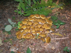  <a style='color: #fff;' href='/uploaded/photo/sortie-champignons-30-sept-2018-5bb7313135106.jpg'>(Télécharger)</a>