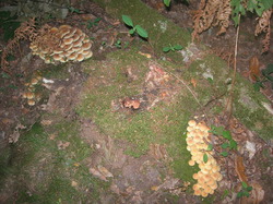  <a style='color: #fff;' href='/uploaded/photo/sortie-champignons-30-sept-2018-5bb73131380fc.jpg'>(Télécharger)</a>