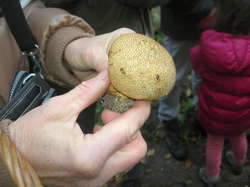  <a style='color: #fff;' href='/uploaded/photo/sortie-champignons-30-sept-2018-5bb73131dc125.jpg'>(Télécharger)</a>