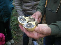  <a style='color: #fff;' href='/uploaded/photo/sortie-champignons-30-sept-2018-5bb73131dfcb6.jpg'>(Télécharger)</a>