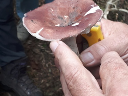  <a style='color: #fff;' href='/uploaded/photo/sortie-champignons-6157088c6b375.jpg'>(Télécharger)</a>