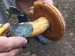  <a style='color: #fff;' href='/uploaded/photo/sortie-champignons-6157088ce9bb0.jpg'>(Télécharger)</a>