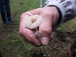  <a style='color: #fff;' href='/uploaded/photo/sortie-champignons-6157088e078cd.jpg'>(Télécharger)</a>