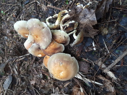  <a style='color: #fff;' href='/uploaded/photo/sortie-champignons-61570892219f8.jpg'>(Télécharger)</a>