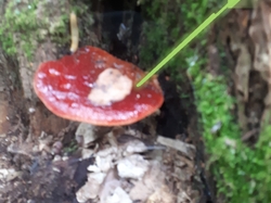  <a style='color: #fff;' href='/uploaded/photo/sortie-champignons-61570899d704f.jpg'>(Télécharger)</a>