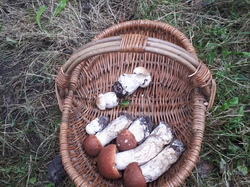  <a style='color: #fff;' href='/uploaded/photo/sortie-champignons-615708a21939a.jpg'>(Télécharger)</a>