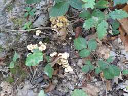  <a style='color: #fff;' href='/uploaded/photo/sortie-champignons-en-fory-t-de-marly-652d9f7256a67.jpg'>(Télécharger)</a>