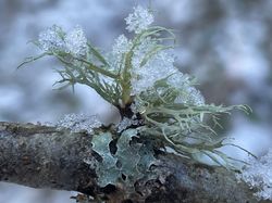  <a style='color: #fff;' href='/uploaded/photo/sortie-lichens-65cce63263e4a.jpg'>(Télécharger)</a>