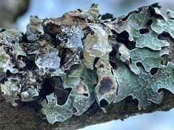  <a style='color: #fff;' href='/uploaded/photo/sortie-lichens-65cce6326508a.jpg'>(Télécharger)</a>