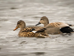  <a style='color: #fff;' href='/uploaded/photo/sortie-oiseaux-659dbbd57d9f0.jpg'>(Télécharger)</a>