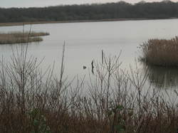  <a style='color: #fff;' href='/uploaded/photo/sortie-ornitho-5e1f18494f69c.jpg'>(Télécharger)</a>