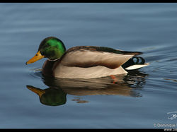 Canard col-vert <a style='color: #fff;' href='/uploaded/photo/sortie-ornitho-du-24-fevrier-2018-5a94155f68b57.jpg'>(Télécharger)</a>