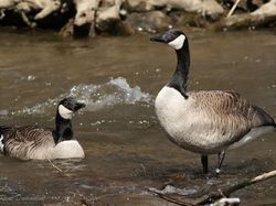 Oies bernaches du Canada
 <a style='color: #fff;' href='/uploaded/photo/sortie-ornitho-du-24-fevrier-2018-5a94155f6f04d.jpg'>(Télécharger)</a>