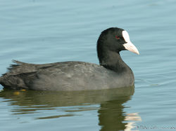 Foulque macroule <a style='color: #fff;' href='/uploaded/photo/sortie-ornitho-du-24-fevrier-2018-5a94155f7a6cc.jpg'>(Télécharger)</a>