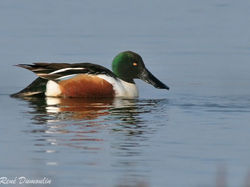 Canard souchet <a style='color: #fff;' href='/uploaded/photo/sortie-ornitho-du-24-fevrier-2018-5a94155f7b7b9.jpg'>(Télécharger)</a>