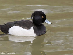 Fuligule morillon <a style='color: #fff;' href='/uploaded/photo/sortie-ornitho-du-24-fevrier-2018-5a94155fae5a9.jpg'>(Télécharger)</a>