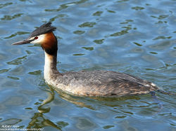 Grèbe huppé <a style='color: #fff;' href='/uploaded/photo/sortie-ornitho-du-24-fevrier-2018-5a94155fcee53.jpg'>(Télécharger)</a>