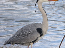 Héron cendré <a style='color: #fff;' href='/uploaded/photo/sortie-ornitho-du-24-fevrier-2018-5a94156005344.jpg'>(Télécharger)</a>