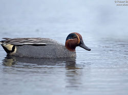 Sarcelle d'hiver <a style='color: #fff;' href='/uploaded/photo/sortie-ornitho-du-24-fevrier-2018-5a94156013fbb.jpg'>(Télécharger)</a>