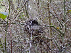  <a style='color: #fff;' href='/uploaded/photo/sortie-ornithologique-20-mars-2016-56fbf8f0cec38.jpg'>(Télécharger)</a>