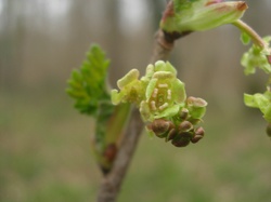  <a style='color: #fff;' href='/uploaded/photo/sortie-ornithologique-20-mars-2016-56fbf922906a1.jpg'>(Télécharger)</a>