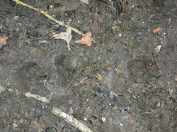  <a style='color: #fff;' href='/uploaded/photo/sortie-ornithologique-20-mars-2016-56fbf92e7fa64.jpg'>(Télécharger)</a>