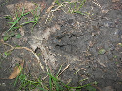  <a style='color: #fff;' href='/uploaded/photo/sortie-ornithologique-20-mars-2016-56fbf94b455d9.jpg'>(Télécharger)</a>