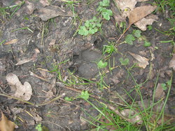  <a style='color: #fff;' href='/uploaded/photo/sortie-ornithologique-20-mars-2016-56fbf9505c9e0.jpg'>(Télécharger)</a>