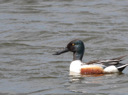 Canard souchet <a style='color: #fff;' href='/uploaded/photo/sortie-ornithologique-etang-de-st-quentin-nov-2016-5829ea41de0d5.jpg'>(Télécharger)</a>