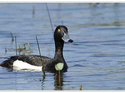 Fuligule morillon <a style='color: #fff;' href='/uploaded/photo/sortie-ornithologique-etang-de-st-quentin-nov-2016-5829ea429e912.jpg'>(Télécharger)</a>