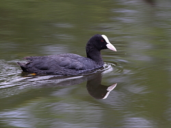 Foulque <a style='color: #fff;' href='/uploaded/photo/sortie-ornithologique-etang-de-st-quentin-nov-2016-5829ea429eafa.jpg'>(Télécharger)</a>