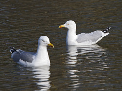 Goéland argenté <a style='color: #fff;' href='/uploaded/photo/sortie-ornithologique-etang-de-st-quentin-nov-2016-5829ea4324d37.jpg'>(Télécharger)</a>