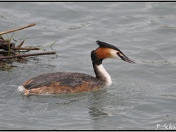 Grébe huppé <a style='color: #fff;' href='/uploaded/photo/sortie-ornithologique-etang-de-st-quentin-nov-2016-5829ea446cb6c.jpg'>(Télécharger)</a>