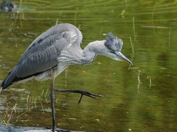 Héron cendré <a style='color: #fff;' href='/uploaded/photo/sortie-ornithologique-etang-de-st-quentin-nov-2016-5829ea44b6cc2.jpg'>(Télécharger)</a>