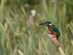 Martin pêcheur <a style='color: #fff;' href='/uploaded/photo/sortie-ornithologique-etang-de-st-quentin-nov-2016-5829ea44bd311.jpg'>(Télécharger)</a>