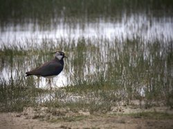 Vanneau <a style='color: #fff;' href='/uploaded/photo/sortie-ornithologique-etang-de-st-quentin-nov-2016-5829ea6139492.jpg'>(Télécharger)</a>