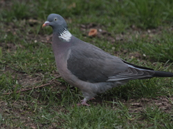 Pigeon ramier <a style='color: #fff;' href='/uploaded/photo/sortie-ornithologique-etang-de-st-quentin-nov-2016-5829ea631c59d.jpg'>(Télécharger)</a>