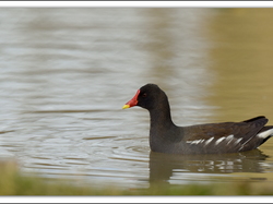 Poule d'eau <a style='color: #fff;' href='/uploaded/photo/sortie-ornithologique-etang-de-st-quentin-nov-2016-5829ea659d69f.jpg'>(Télécharger)</a>
