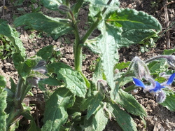 Jolie bourrache <a style='color: #fff;' href='/uploaded/photo/tous-au-compost-5ca235a0b6daf.jpg'>(Télécharger)</a>