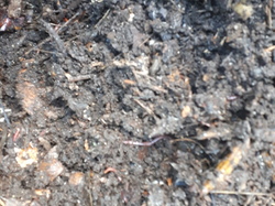 Oh il y a du monde dans le compost ! <a style='color: #fff;' href='/uploaded/photo/tous-au-compost-5ca235a248d10.jpg'>(Télécharger)</a>