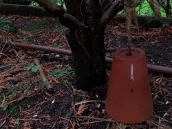  <a style='color: #fff;' href='/uploaded/photo/un-jardin-en-hiver-601d5ed2eb81d.jpg'>(Télécharger)</a>