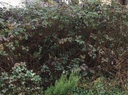  <a style='color: #fff;' href='/uploaded/photo/un-jardin-en-hiver-601d5ed9116bb.jpg'>(Télécharger)</a>