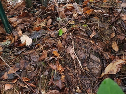  <a style='color: #fff;' href='/uploaded/photo/un-jardin-en-hiver-601d5edcaaf20.jpg'>(Télécharger)</a>