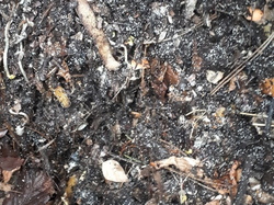 Il y en a du monde dans le composteur... <a style='color: #fff;' href='/uploaded/photo/un-jardin-en-hiver-601d5f6d8a417.jpg'>(Télécharger)</a>